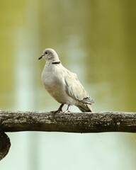 Dove on a branch