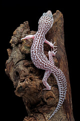 leopard gecko lizard on wood with black background, leopard gecko full length, eublepharis macularius, animal close up