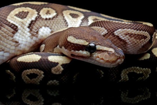 Ball python snake isolated on black background, python regius