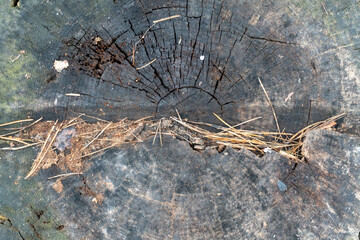 close-up, old tree, pine bark for the whole frame. embossed texture