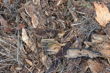 close-up, old tree, pine bark for the whole frame. embossed texture