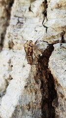 Cicada shell 