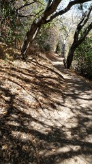 Obraz premium path in the forest