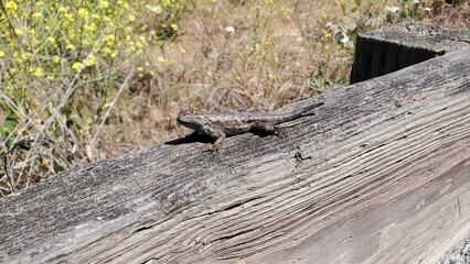 lizard on the wood