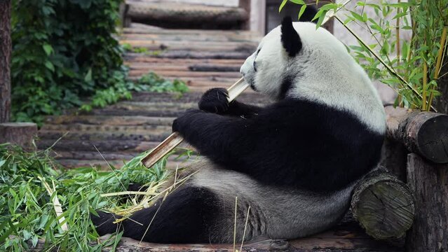 Cute happy funny giant panda eating bamboo. Funny panda bear sitting in an have breakfast. Amazing wild animal morning sun rays. 8k video Shot on high quality Nikon z9 camera