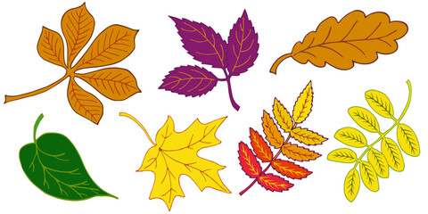 Fototapeta premium set autumn leaves chestnut, maple, mountain ash, acacia, oak, and lilac for making autumn wreaths
