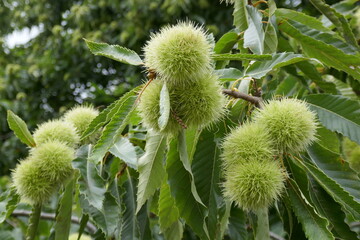 Chesnut tree with conkers