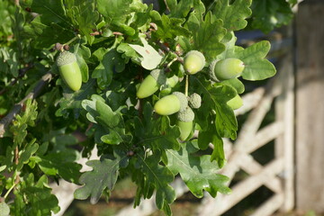 acorns ripening on tree