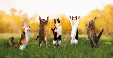 group of five beautiful and different cats stand on the green grass on their hind legs and reach up...
