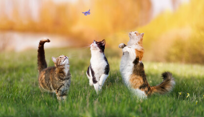 three different cats catch a little blue butterfly in a sunny summer meadow