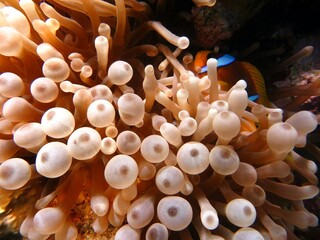 red sea clown fish