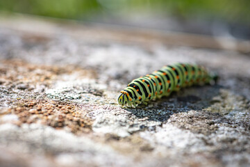Close-up of Swallowtail Butterfly Caterpillar