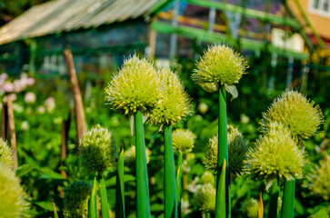 Heads of ripe onions with seeds on stems.