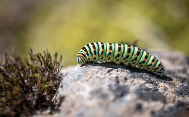Close-up of Swallowtail Butterfly Caterpillar