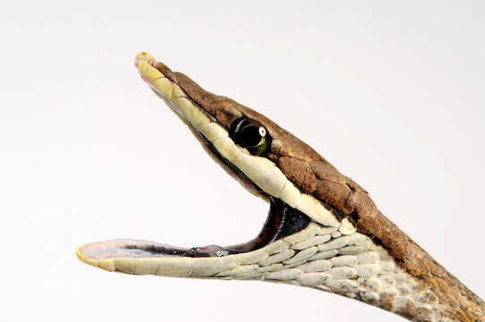 Brown vine snake // Erzspitznatter (Oxybelis aeneus)