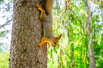 The wall is made of white vertical wooden slats.
