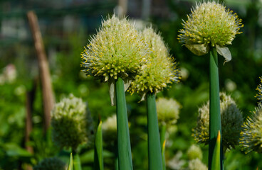 Ripe onion head with seeds on the stalk.