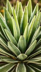 Fototapeta premium aloe vera plant