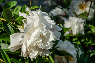 White peonies in the garden in summer.