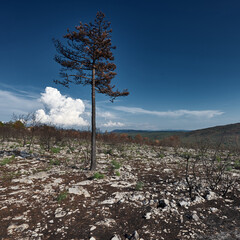 burned pine tree after fire in Kras Slovenia
