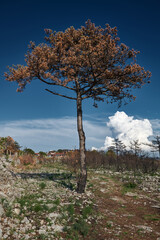burned pine tree after fire in Kras Slovenia

