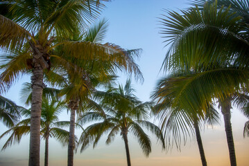 Fototapeta na wymiar Cancun Palm trees at sunset
