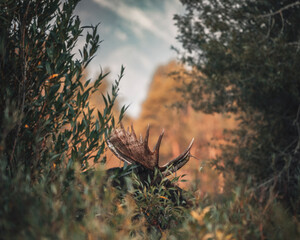 Teton bull moose hides in the brush on an autumn morning, shows antlers as it forages