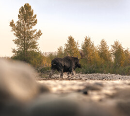 Bull Shiras Moose crosses the Gros Ventre River near Jackson, Wyoming on a chilly autumn morning
