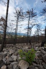 burned pine tree after fire in kras Slovenia