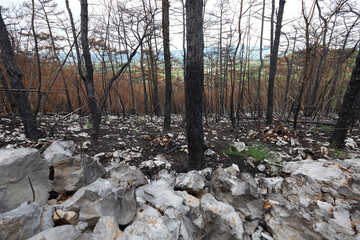 burned pine tree after fire in kras Slovenia