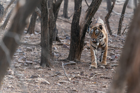 Tiger, Bengal Tiger (Panthera tigris Tigris), walking in Ranthambore National Park in India.                               