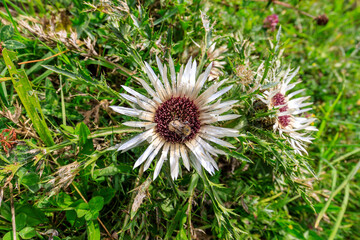 Blüte einer Distel mit Biene in den Berner Alpen - 533016760