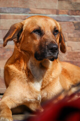 portrait of a yellow dog exterior