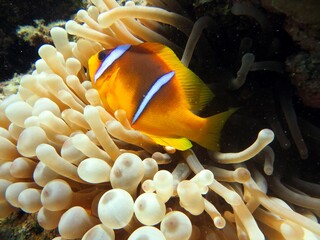 red sea clown fish