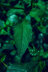 Pointed green leaf. Petal with high resolution details. Nature macro photo