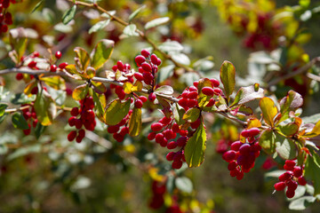 Ripe barberry berries in the rays of the daytime sun.