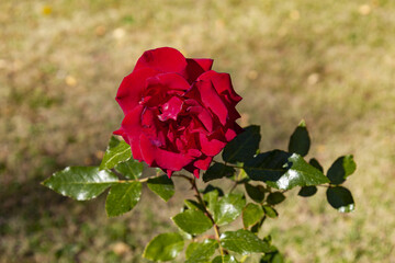 Scarlet lonely rose in the rays of the daytime sun.