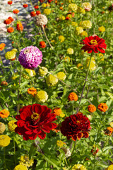 Vertical landscape with colorful multi-type flowers.