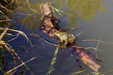 A green frog is resting on a branch floating in the lake.