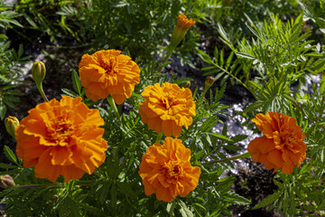 Orange flowers Marigolds on the background of a stream on a sunny day.