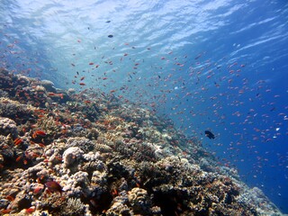 Fototapeta na wymiar red sea fish and coral reef of the blue hole dive spot in egypt