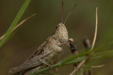 Chorthippus brunneus