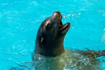 sea lion in the water