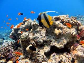 red sea fish and coral reef of the blue hole dive spot in egypt