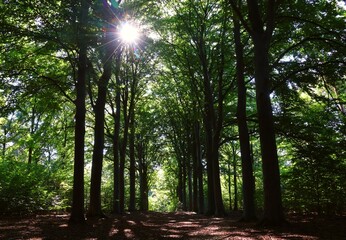 Fototapeta na wymiar Beautiful forest landscape with sun rays.