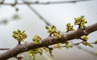 Blooming cherry blossoms. Flowering of fruit trees in spring. Rainy weather in spring.