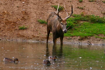Fototapeta premium Davidhirsch am Wasser