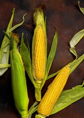 Close-up of sweet corn ears. Ripe golden corn cobs on black background. Dark low key photo. Flat lay composition. Copy space.
