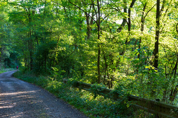 Obraz premium Beautiful autumn Nature in the sandstone Landscape from the central Bohemia, Dolni Zimor, Czech Republic 