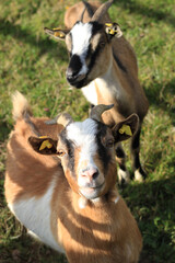 Obraz na płótnie Canvas brown and white cute miniature goats
